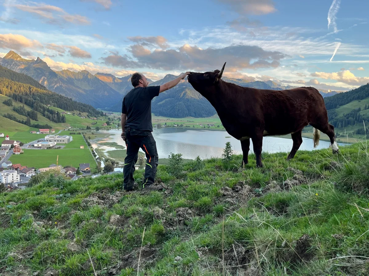 Manuel Schuler aus dem Kanton Schwyz hat die Farneralp mit seiner Ehefrau gekauft. Hier ist er mit einem seiner Rinder zu sehen, die er auf die Alp mitbringt. Ein Mann und ein Rind auf einem Hügel.